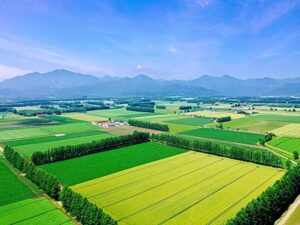 十勝平野