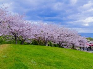 北海道の桜